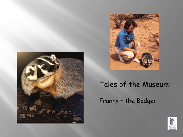 Franny - the badger