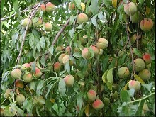 Picture of Ripening Peaches, San Ignacio, Sonora