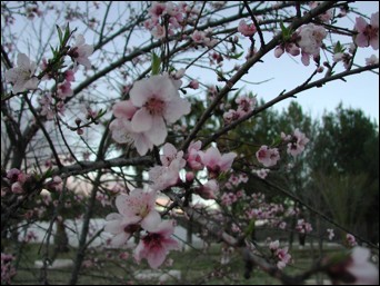Peach Orchard, Cucuroe, Sonora