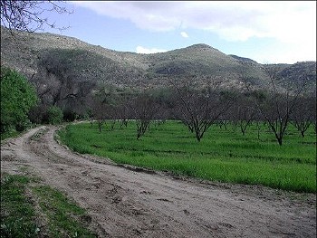 Picture of fruit tree orchard