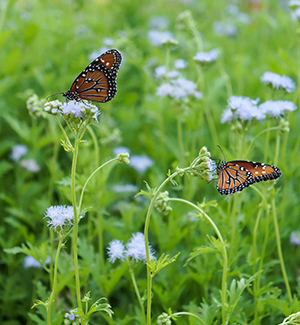 Two queen butterflies in the Pollinator Garden