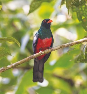 A Elegant Trogan bird on a tree branch 