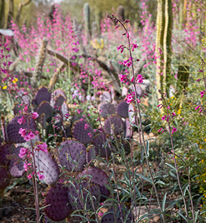 Penstemons and prickly pear in the Cactus Garden