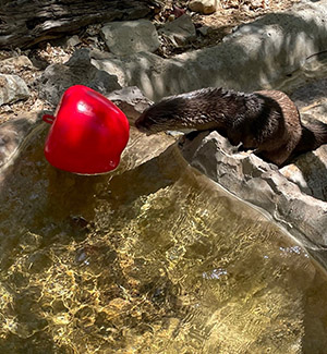 Otter with apple toy