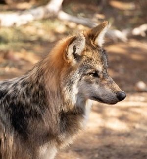 A gray wolf in profile view