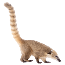 coati plush