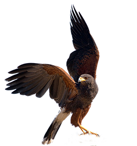 Harris's Hawk