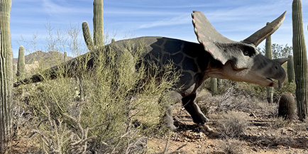 Photo of a Triceratops replica