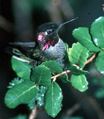 Anna's Hummingbird photo