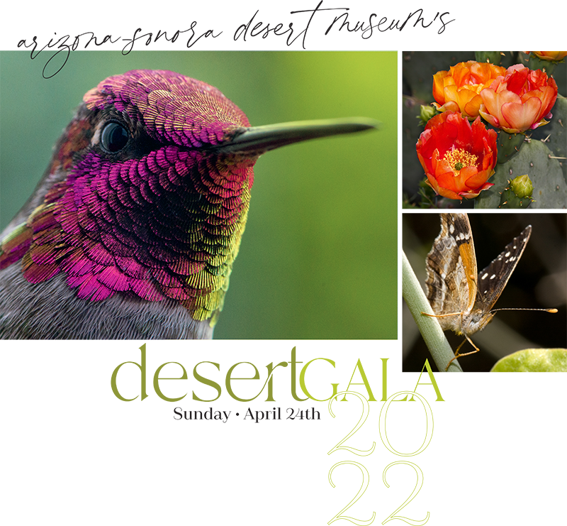 2022 Virtual Desert Gala - Sunday, April 24, 2022