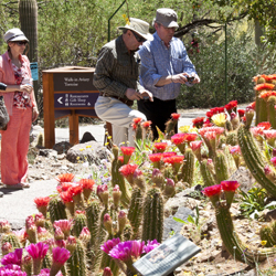 Guests enjoy Torch Cactus blooms