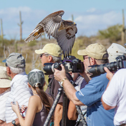 A hawk skims guests' heads during Raptor Free Flight