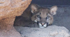 The cub peers out from behind a rock