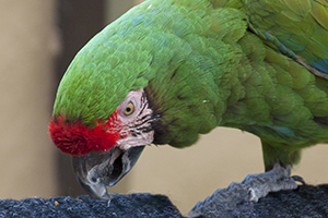 Photo of Luca the Military Macaw