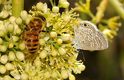 Bee and Butterfly together on yellow flower