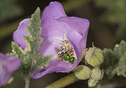 Wild bee on globemallow