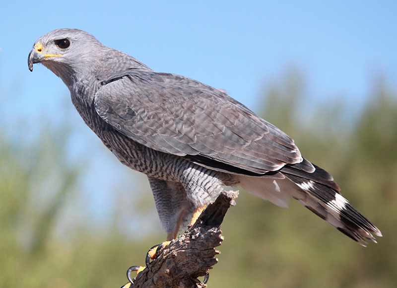 Gray Hawk perched on a dead branch