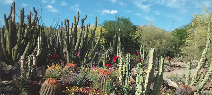 The Haag Cactus Garden is home to 138 species of cacti - Credit Nancy Serensky