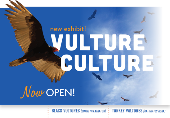 New Exhibit! Vulture Culture - Now open!