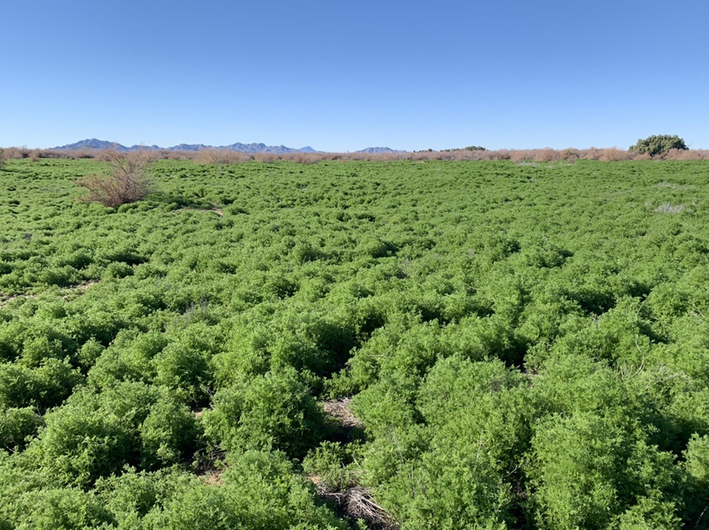 Landscape full of invasive species