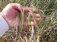 A hand displaying ripgut