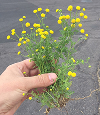 A hand holding some stinknet plants with their distinctive yellow flowers