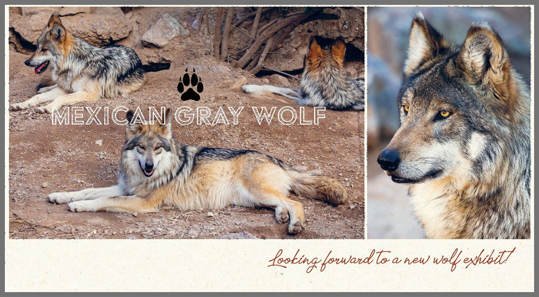Mexican Gray Wolf - Looking forward to a new wolf exhibit!