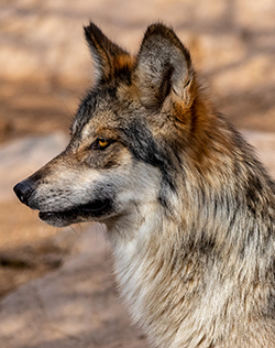 Head shot of one of the wolves in her current exhibit area