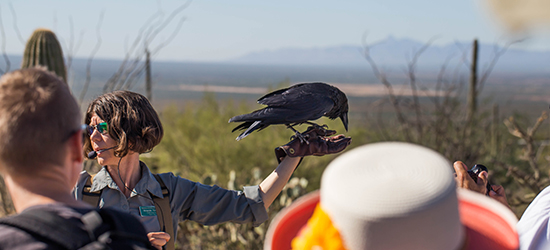 Raptor trainer with chihuahuan raven