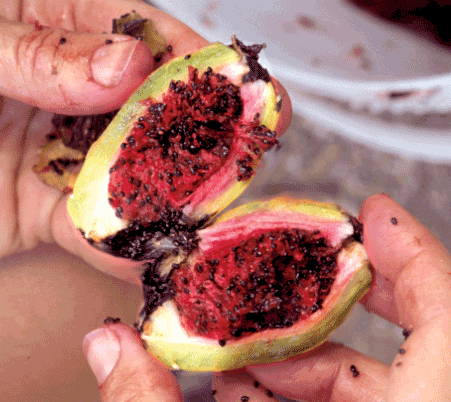 Saguaro Fruit