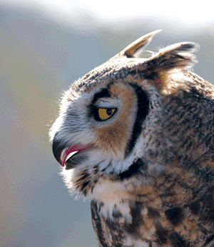 Great Horned Owl