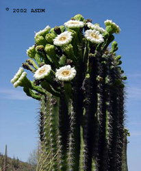 saguaro cactus blossom