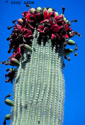 saguaro cactus blossom