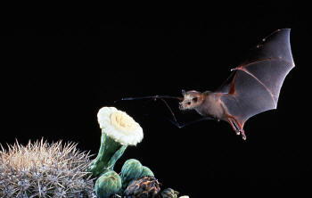 Photo of a bat approaching a saguaro flower