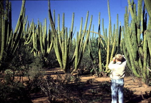 A person standing in front of a lot of organ pipe cacti