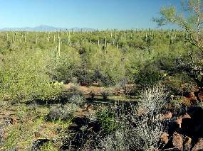 A photo of dense Arizona Upland forest near Ragged Top
