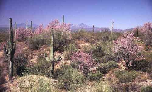 A photo of Ironwood trees flowering at the Arizona-Sonora Desert Museum