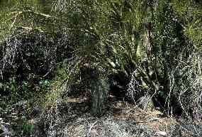 Photo of Saguaro seedling