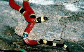 West Mexican Coral Snake
