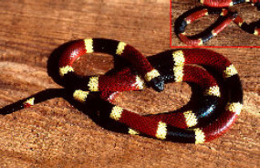 Western Coral Snake