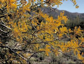 Photo of yellowing Ironwood tree leaves