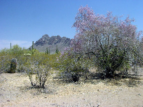 General view of the forest