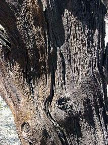 Photo of an Ironwood stump