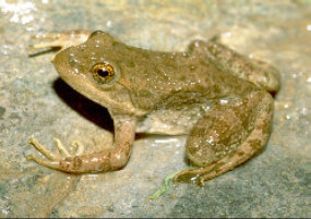 Tarahumara Frog