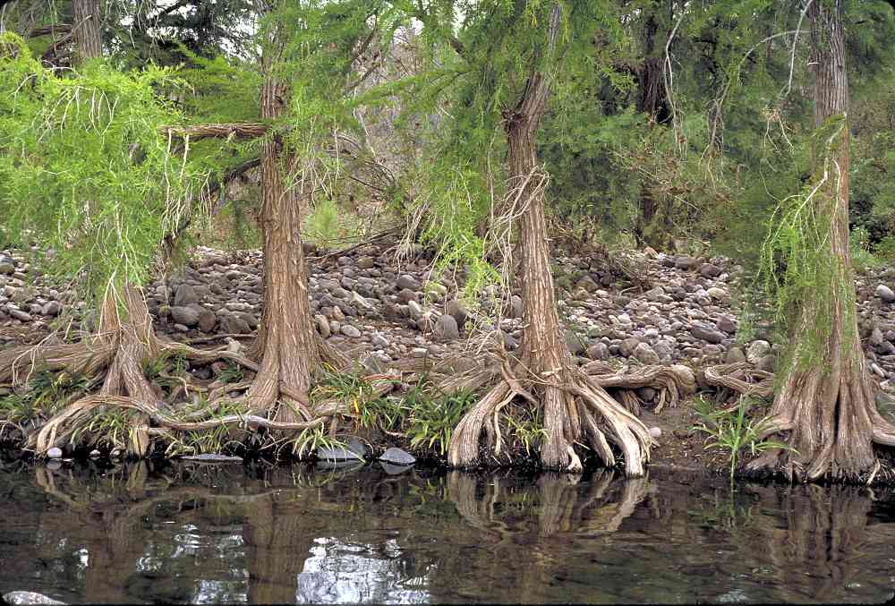 Болотистое дерево. Болотного кипариса (Taxodium). Таксодиум двурядный болотный Кипарис. Пневматофоры болотного кипариса. Американский болотный Кипарис.