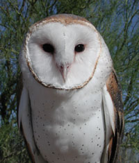 Photo of a barn owl